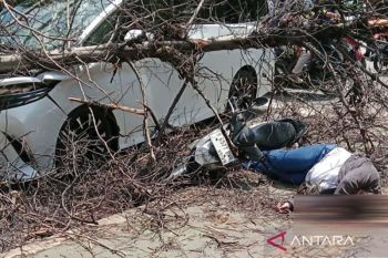 Seorang pemotor terluka parah akibat tertimpa pohon tumbang