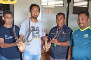 BKSDA amankan cenderamata berupa opsetan tanduk rusa di Ambon Maluku