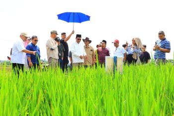 Mentan: Inovasi padi Jajar Legowo solusi pangan dari tantangan global