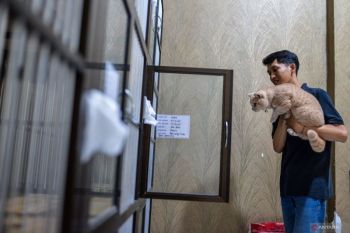 Cara melatih kucing buang air di kotak pasir sejak dini