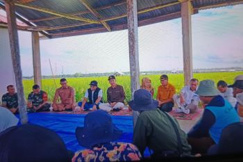 Pemkab Pasaman Barat-Bulog kerja sama serap hasil panen petani