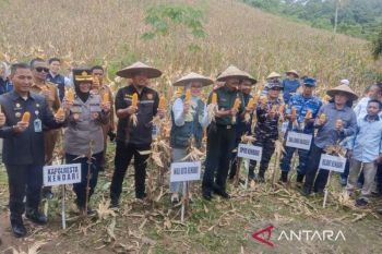 Pemkot panen 14 ton jagung hasil petani binaan di Kendari