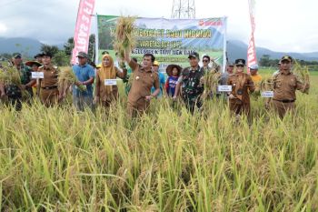 Produksi padi Kalbar Januari-Februari 2025 capai 221.153 ton