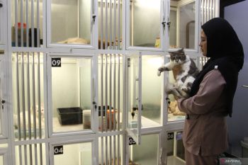 Permintaan jasa layanan hotel kucing di Malang