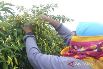 Harga cabai rawit di Temanggung tembus Rp70.000 per kilogram
