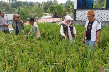 DKP2KH Kepri tinjau tanaman padi di pekarangan rumah warga Tanjungpinang