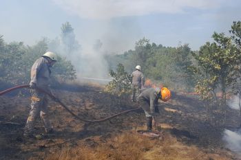 Damkar Tanjung Uban tangani kebakaran lahan 3 hektare di Bintan