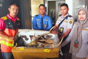 Balai Karantina Sumbar sita tengkorak rusa tanpa dokumen resmi