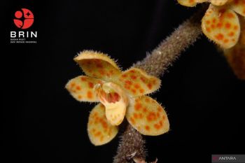 New leafless orchid species discovered in Sumatra
