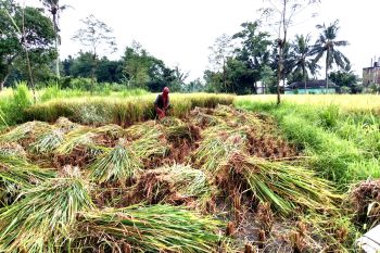 Bupati: Tenaga honorer di Lombok Timur bakal dijadikan penyuluh