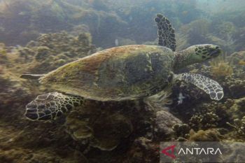 Govt committed to expand marine protected areas