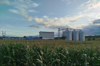 Bulog akan serap 9.000 ton jagung di Bima dan Dompu