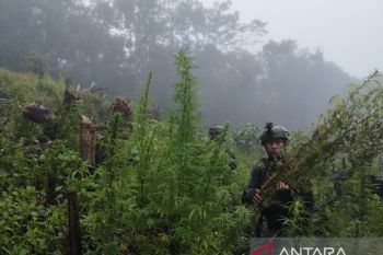 TNI border patrol uncovers marijuana field near Papua border