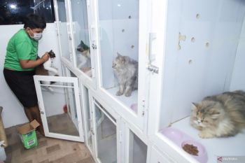 Mengenal makna komunikasi kucing lewat suara, gerakan ekor dan tubuh