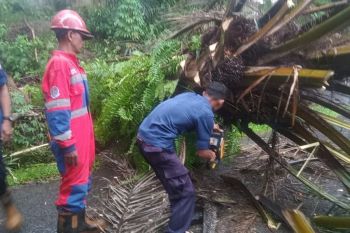 Damkartan selamatkan pemuda tertimpa pohon sawit