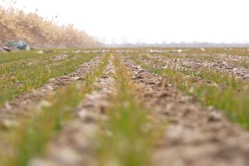 Modernisasi dorong produksi gandum musim dingin Provinsi Xinjiang