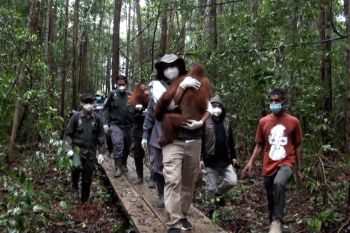 Menhut RI resmikan sekolah orang utan di Palangka Raya