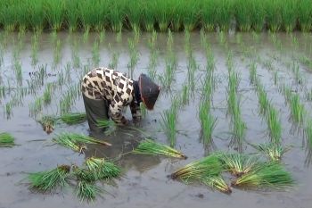 Pemkot Banjarmasin beli lahan untuk kejar target produksi pertanian
