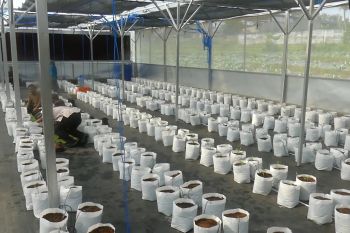 Temanggung anggarkan Rp1,8 miliar bangun rumah kaca tanaman cabai