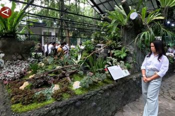 Kebun Raya Bogor lestarikan flora nusantara lewat Taman Begonia