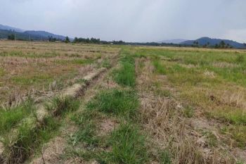 143 hektar sawah di Ameroro Konawe terancam gagal panen akibat kurang air