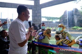 Ada tiga bayi harimau Benggala baru di Solo Safari