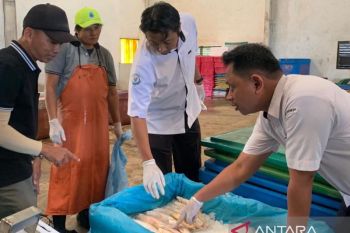 KKP tegaskan sertifikasi mutu hasil perikanan gratis tanpa pungutan