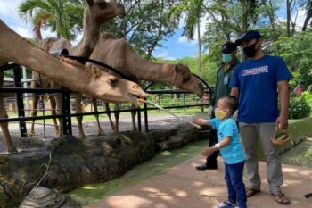 Kebun Binatang Surabaya optimistis target 100 ribu pengunjung tercapai