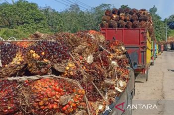 Harga TBS periode 22-30 September 2025 di Sumbar Rp3.725,59 per kilogram