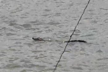 Buaya muara muncul di pantai Lamsel, resahkan pengunjung