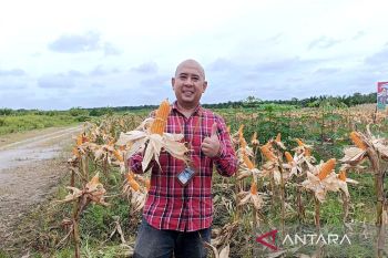 Bulog Kotim pastikan hasil pertanian jagung terserap optimal
