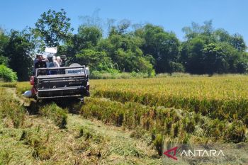 Kabupaten  Klaten ikuti panen raya padi serentak