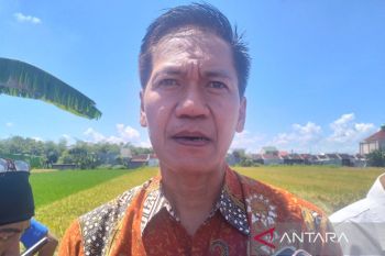 Petani Klaten kendalikan hama padi secara hayati