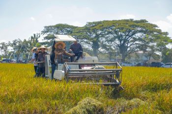 Pemprov Jateng optimistis target produksi padi 11,8 juta ton tercapai