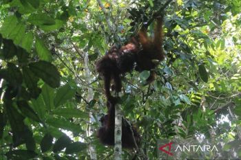 Berau-COP kampanye satwa endemik lewat "Run for Orangutan"