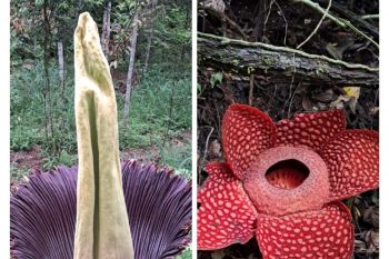 Libur Lebaran, bunga rafflesia dan bangkai mekar bersamaan dalam satu hamparan