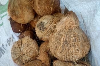 Harga kelapa di HST Kalsel sempat naik tiga kali lipat