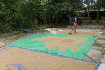 Produksi padi di Lombok Tengah capai 237 ton