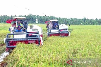 Kotim peringkat tiga terluas tanam padi di Kalteng