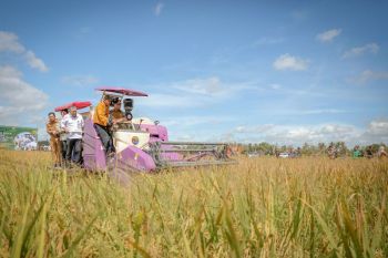 Gubernur sebut proyeksi luas panen raya di Lampung capai 12 ribu hektare