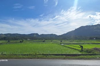 Distan Aceh Besar targetkan produktivitas padi capai sepuluh ton per hektare