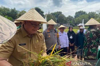 Kuota pupuk bersubsidi di Ogan Komering Ulu meningkat capai 5.360 ton Urea