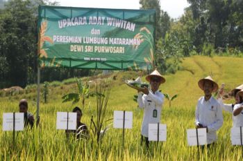 Jaga ketahanan pangan, Pemkab Kulon Progo resmikan Lumbung Mataraman Dewi Sri