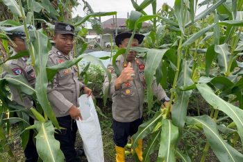 Polres Lingga panen 500 kg jagung