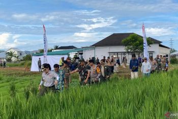 Pemkot Singkawang siap membantu petani tingkatkan hasil panen padi