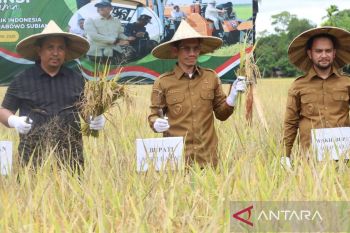 Serapan gabah petani di Aceh Barat lewati target capai 7.204,52 ton