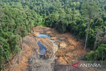 Indonesia uses early warning system to curb deforestation