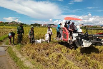 Lampung Tengah targetkan produksi gabah satu juta ton
