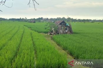 Bulog targetkan serap 1.023 ton gabah petani Bengkulu