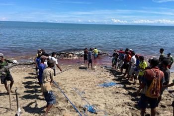 BKKPN melaporkan seekor paus sperma mati terdampar di perairan TTU